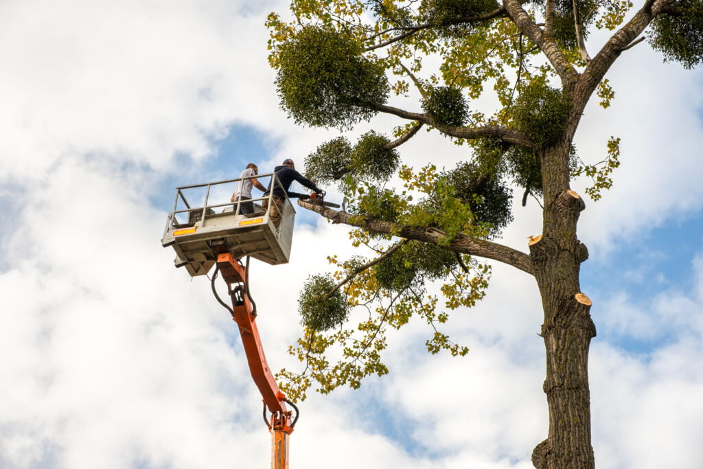 Tree care services